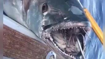 欧美深海捕鱼视频大全,欧美捕鱼视频大全精彩回顾