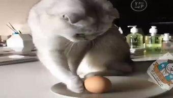 欧美爆笑失败集锦大全视频,笑料百出，笑不活了！