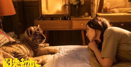 欧美拍拍大尺度视频播放,揭秘大尺度视频背后的秘密与影响