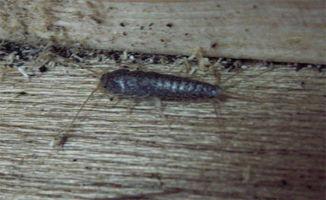 欧美惊悚虫子视频大全,欧美惊悚虫子视频大盘点