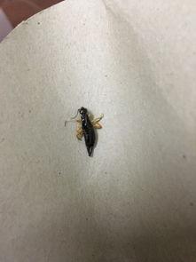 欧美惊悚虫子视频大全,欧美惊悚虫子视频大盘点