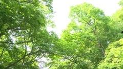 欧美树林风景音乐视频,沉浸式自然旋律之旅