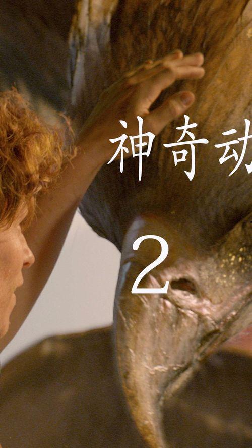 欧美电影魔法解说视频,欧美电影魔法解说视频深度解析